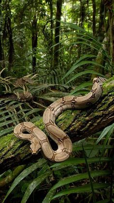 Jibóia, belezas naturais, Amazônia Tropical Bird Aesthetic, Junglecore Aesthetic, Snake In Forest, Brazil Jungle, Jungle Pictures, Jungle Photography, Jungle Plants, African Jungle, Jungle Life