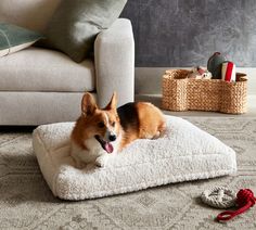 a corgi dog laying on his bed in the living room