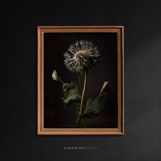 a dandelion in a wooden frame on a black wall with the words darkwingfinins above it