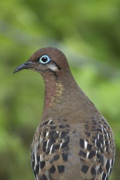 a brown bird with blue eyes standing in front of some trees and bushes on a sunny day