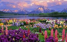 colorful flowers in the foreground with mountains in the backgrounnd and clouds in the sky