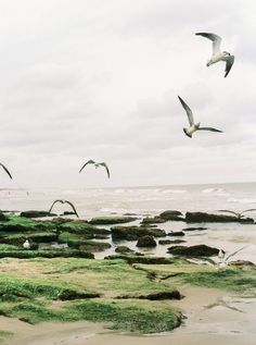 seagulls flying over the ocean and rocks at the beach with green algae growing on them