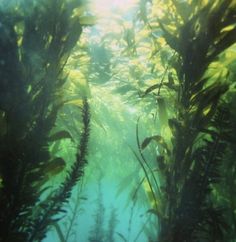 an underwater view of seaweed in the water with sunlight shining through it's branches