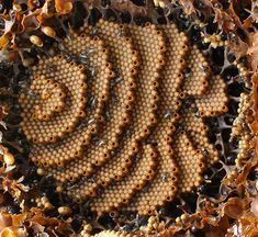 a close up view of the inside of a beehive with lots of bees on it