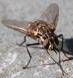 a close up of a fly on the ground