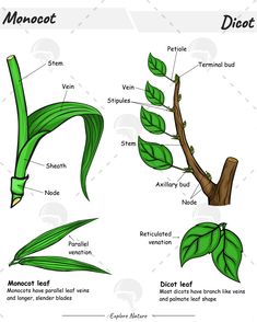 the parts of a leaf diagram