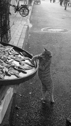 a cat standing on its hind legs in front of a table full of fish