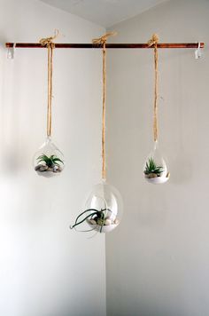 three hanging glass vases with air plants in them