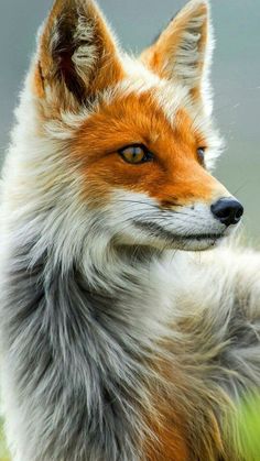 an orange and white fox looking at the camera with its head turned to the side