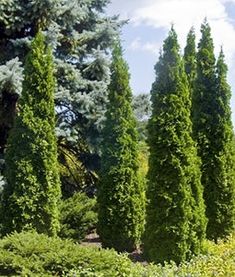 several tall green trees in the middle of a garden