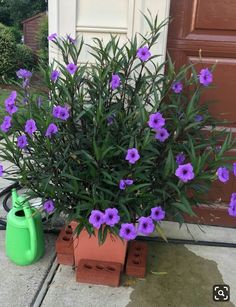 purple flowers in a pot next to a green watering can on the side of a house