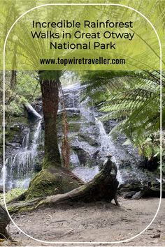 a waterfall in the woods with text overlay reading incredible rainforest walks in great otway national park