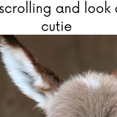 a close up of a goat's face with the words scooling and look on its cutie