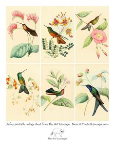 four pictures of different birds and flowers