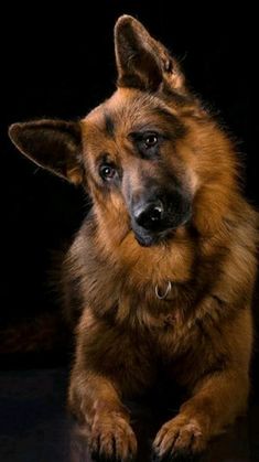 a brown dog sitting on top of a black floor