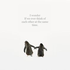 two penguins standing next to each other in the snow with a quote above them that says, i wonder if we ever think of each other at the same time