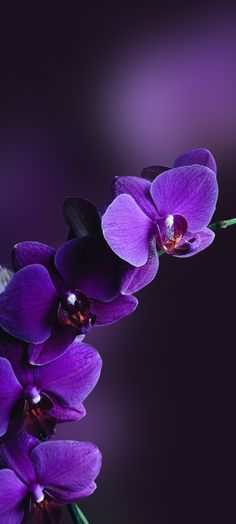 purple orchids are blooming on a dark background