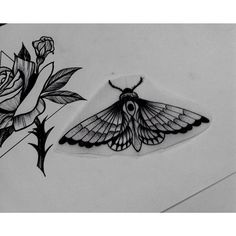 a black and white drawing of a moth next to a rose