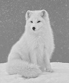 an arctic fox sitting in the snow looking at the camera with one eye open and two paws on his chest