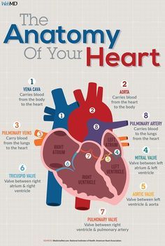 the anatomy of your heart with instructions and pictures on it, including an image of the heart