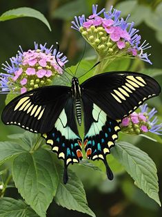 a black and yellow butterfly sitting on top of a purple flower next to green leaves