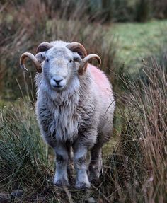 a ram with large horns standing in the middle of tall grass and brush, looking at the camera