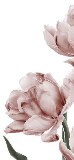 Desenio Posters, Wallpaper Flower, Flowery Wallpaper, 背景 シンプル, Phone Wallpaper Images, Wallpaper For Your Phone, Flower Phone Wallpaper, Iphone Background Wallpaper