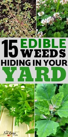 different types of plants with the words edible weeds hiding in your yard