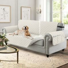 a dog laying on top of a couch in a living room