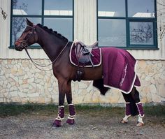 a brown horse wearing a purple blanket and boots standing in front of a white building