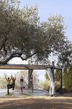 four people doing yoga under an olive tree