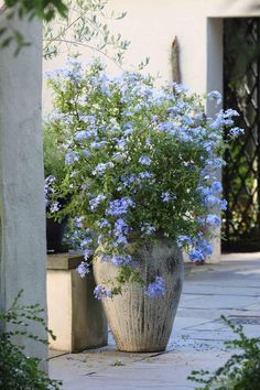 blue flowers are growing in a large planter