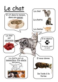 a poster with different types of cats in french