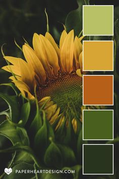 a yellow sunflower with green leaves in the foreground and an orange color palette