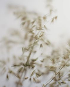 a blurry photo of some green plants in the air with no leaves on them