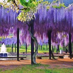 purple wisters hang from the trees in a park