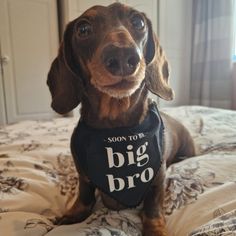 a brown dog sitting on top of a bed wearing a bandana that says, soon to be big bro