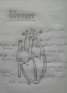 a diagram of the human heart with labels on it