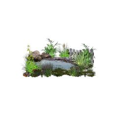 an image of a garden with plants and rocks on the ground in front of a white background