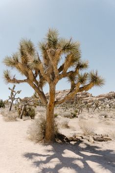 a joshua tree in the desert on a sunny day