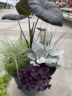 Dark and moody colors in a shade planter Dark Moody Colors, Moody Colors, Flowers To Make, Welcome Winter, Balcony Plants, Plants For Hanging Baskets