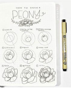 a drawing book with instructions for how to draw peony flowers on it and a pen next to it