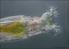 an animal's body is shown in the water, and it appears to be covered with algae