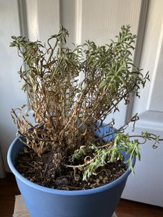 a blue pot filled with lots of plants on top of a wooden table