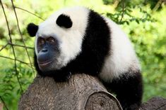 a panda bear sitting on top of a tree branch