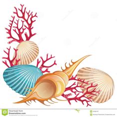 sea shells and corals on a white background stock image - seashell clipart