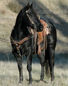 a black horse standing on top of a dry grass field