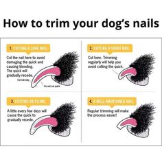 instructions for how to trim your dog's nails with the help of a brush