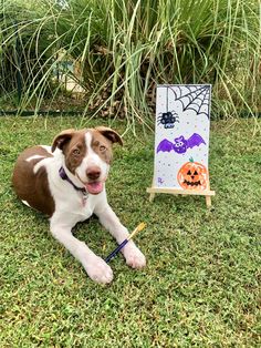 a brown and white dog laying on top of a grass covered field next to a halloween sign