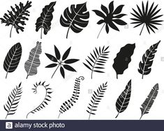 various leaf silhouettes on white background